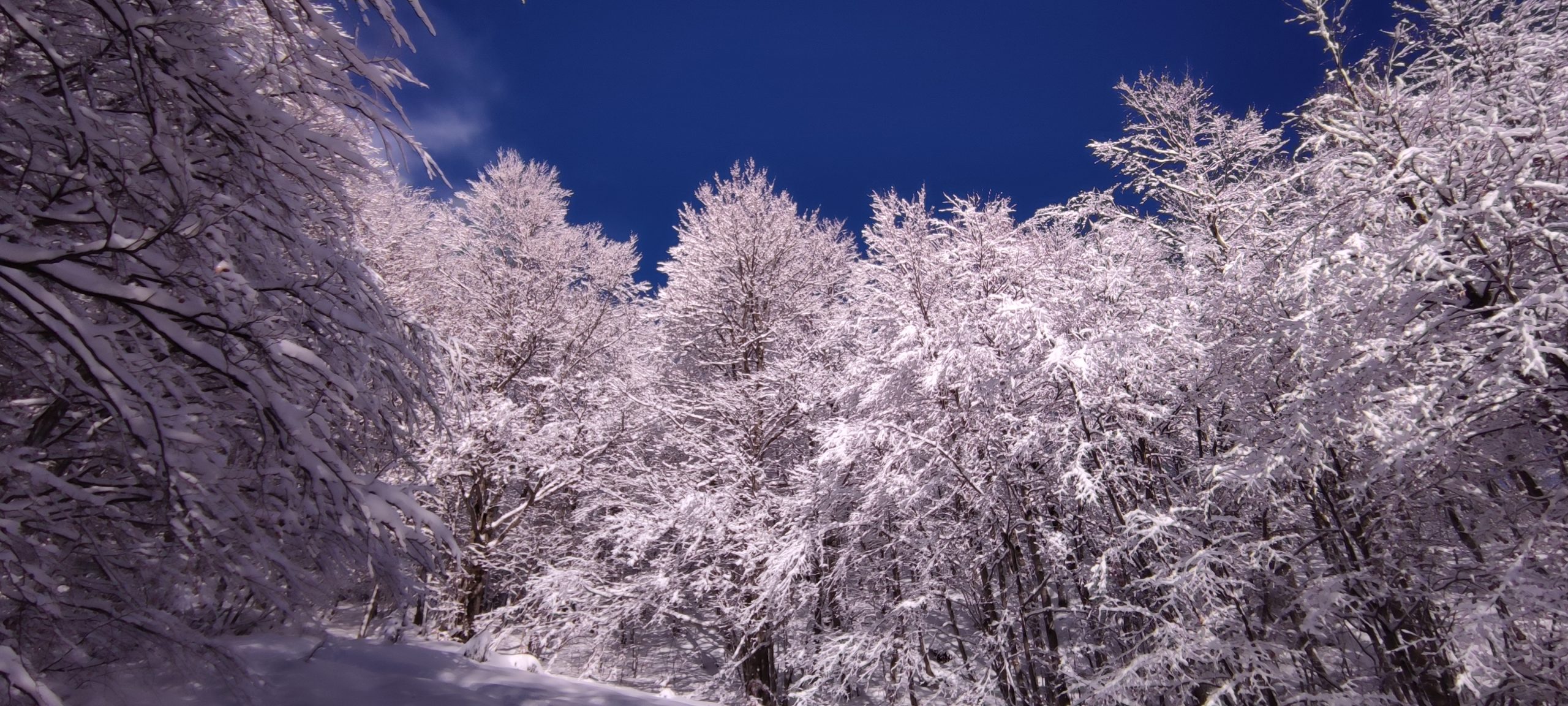 neve e bosco