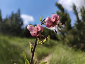 L'ANFITEATRO DELLE MURELLE